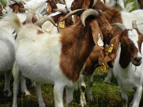 Big billy goat standing in the middle of his harem of nannies